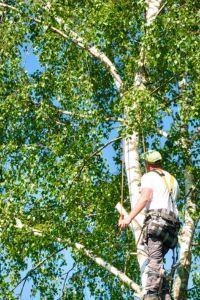 TREE PRUNING NEAR HESPERIA - IMAGE OF PRUNING A TREE USING SAFETY GEAR WHILE HIGH IN A TALL BIRCH TREE WITH FULL GREEN FOILIAGE