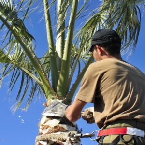 PALM TREE TRIMMING - Image of a our tree care professional trimming a palm tree while using safety gear. 