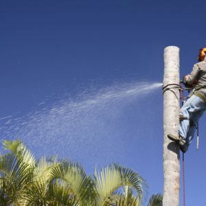 PALM TREE REMOVAL IN HESPERIA IMAGE OF A MAN CUTTING OFF SECTIONS OF A PALM TREE BEING REMOVED 