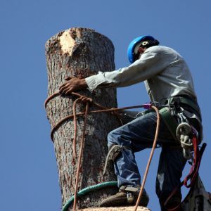 RESTDENTIAL TREE REMOVAL - IMAGE OF MAN USING SAFETY GEAR TO REMOVE SECTIONS OF A TREE BEING REMOVED